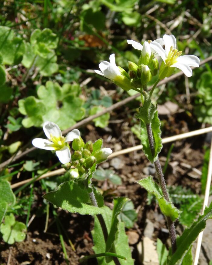 Flore de la Corse