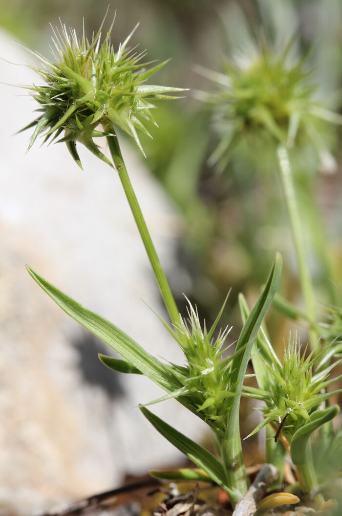 Flore de la Corse