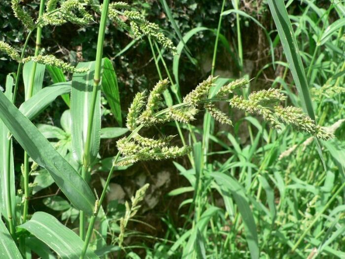 Flore de la Corse