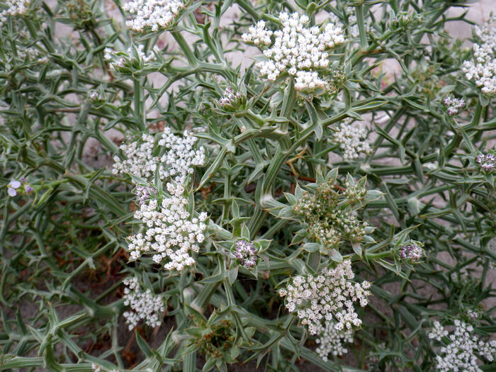 Flore de la Corse