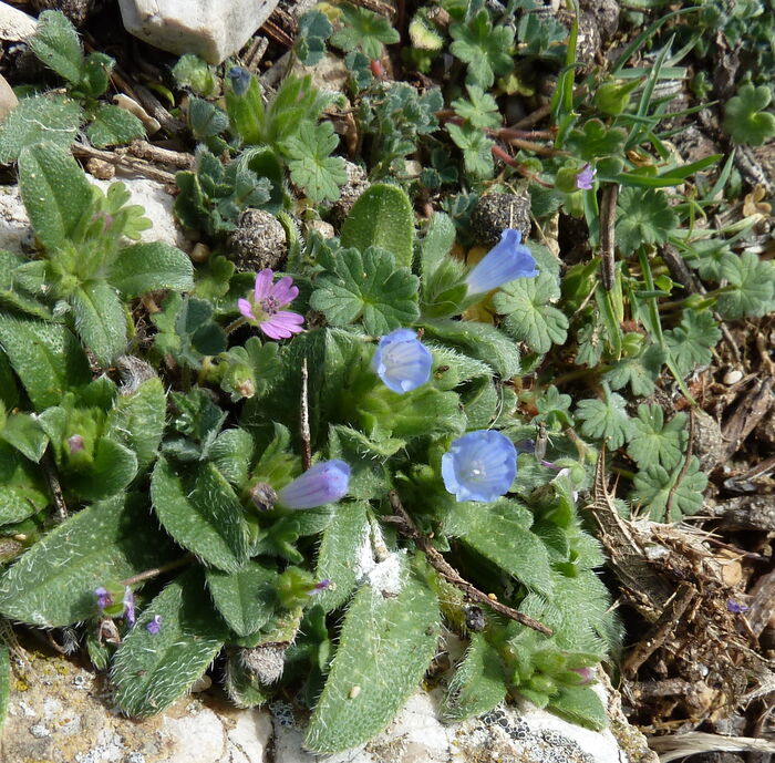 Flore de la Corse