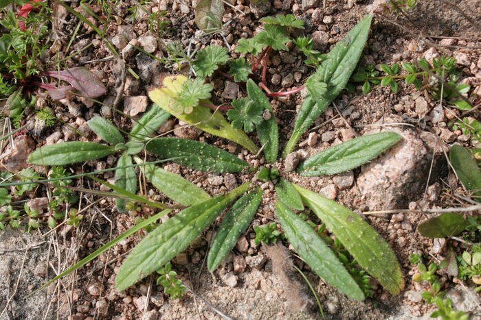 Flore de la Corse