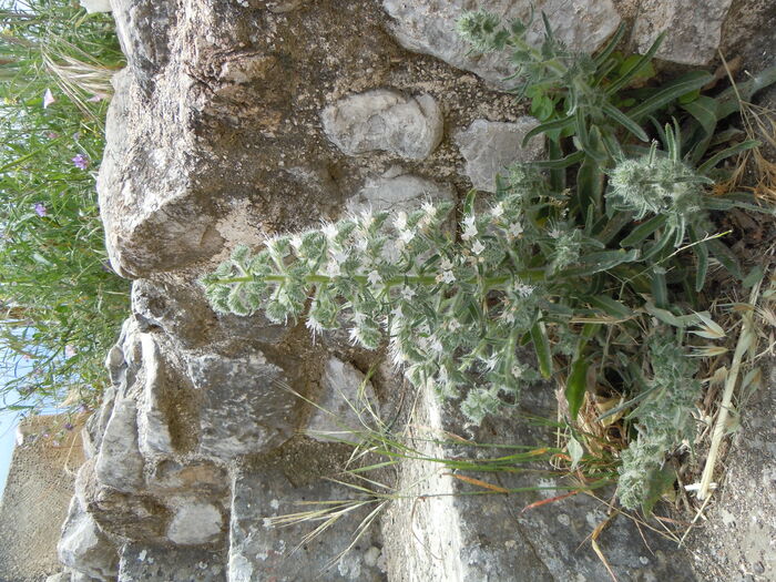 Flore de la Corse