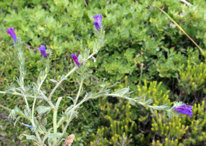 Flore de la Corse