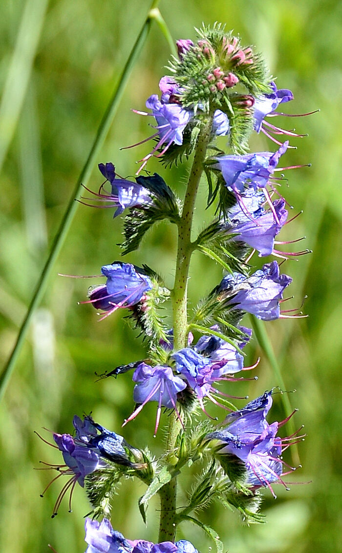 Flore de la Corse