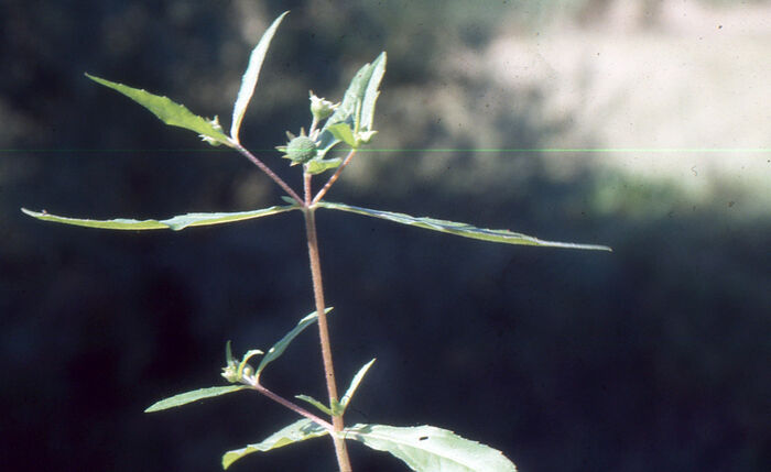 Flore de la Corse