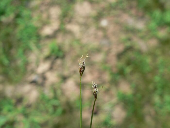 Flore de la Corse