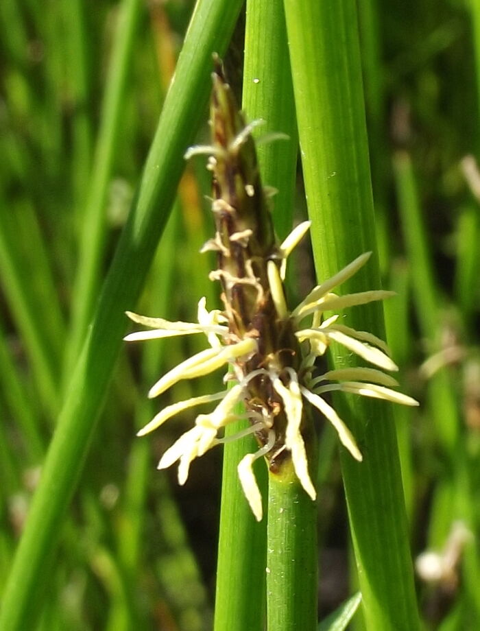 Flore de la Corse