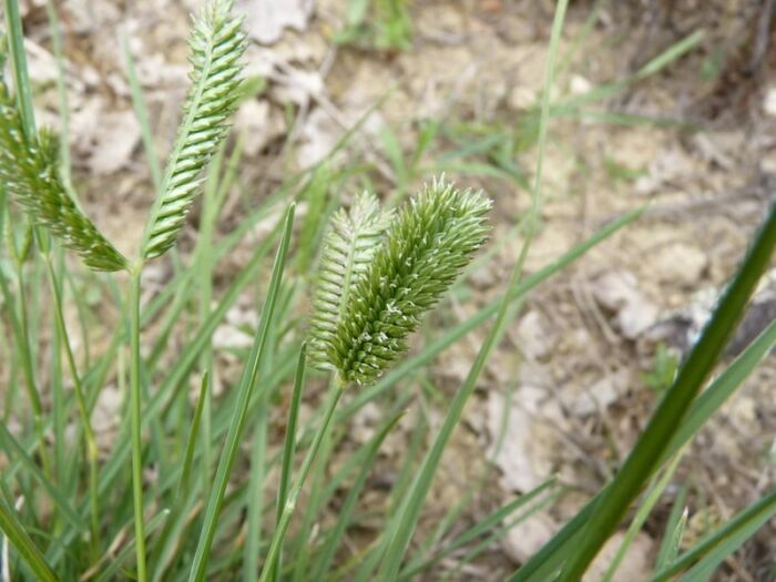 Flore de la Corse