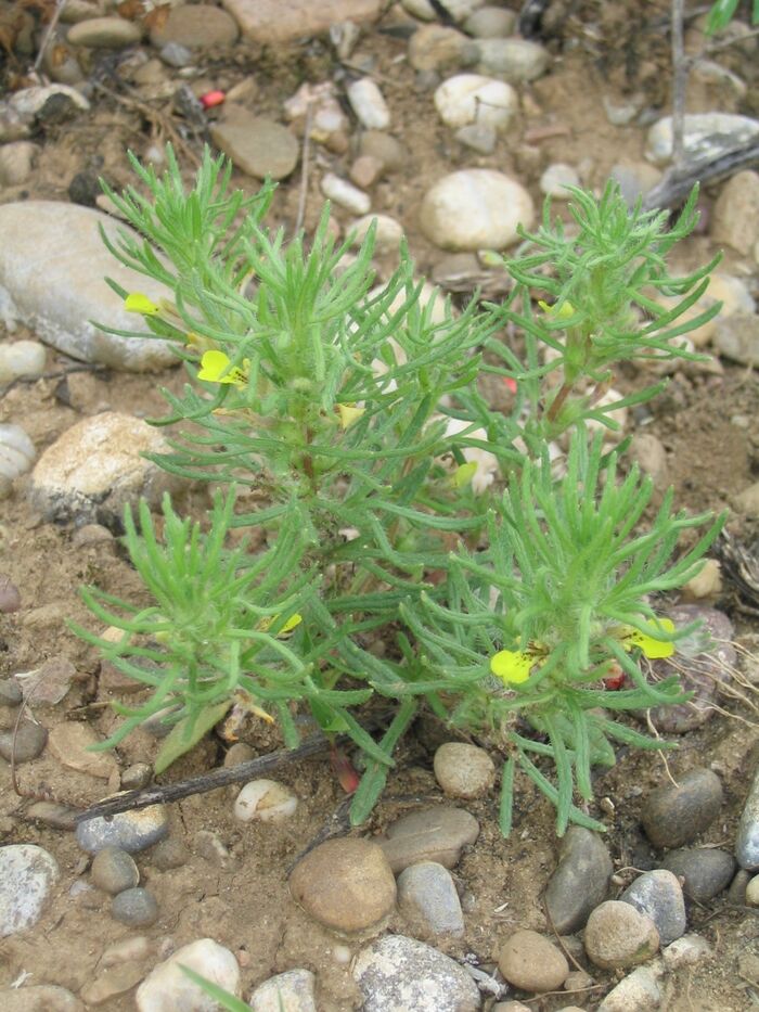 Flore de la Corse