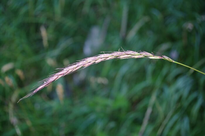 Flore de la Corse