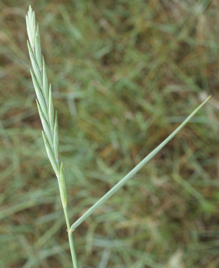 Flore de la Corse