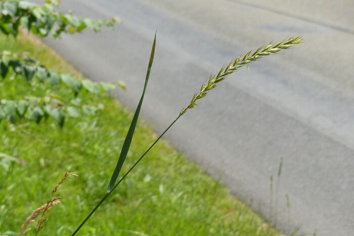 Flore de la Corse