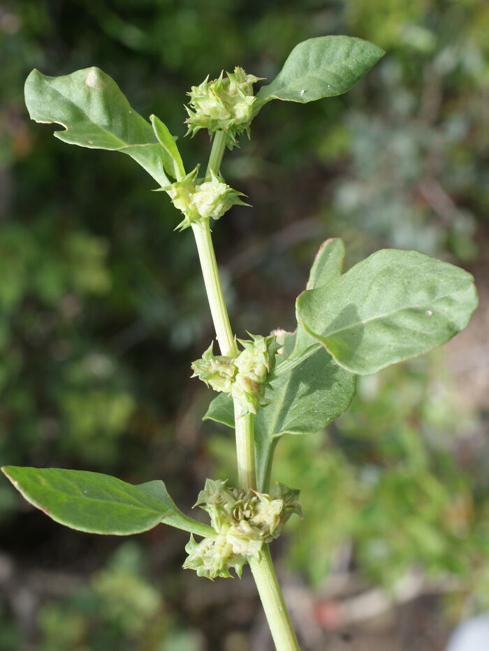 Flore de la Corse