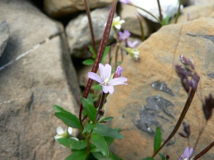 Flore de la Corse