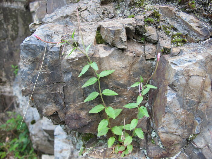 Flore de la Corse