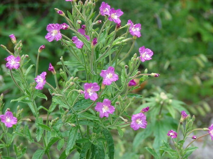 Flore de la Corse