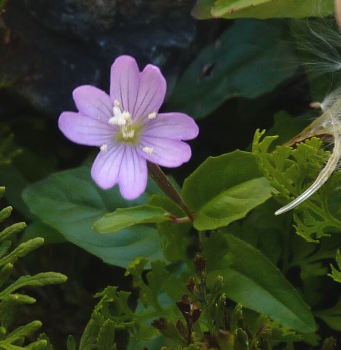 Flore de la Corse