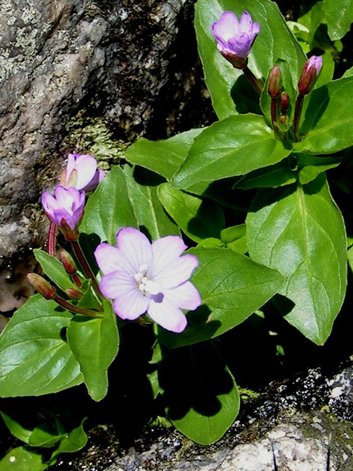 Flore de la Corse