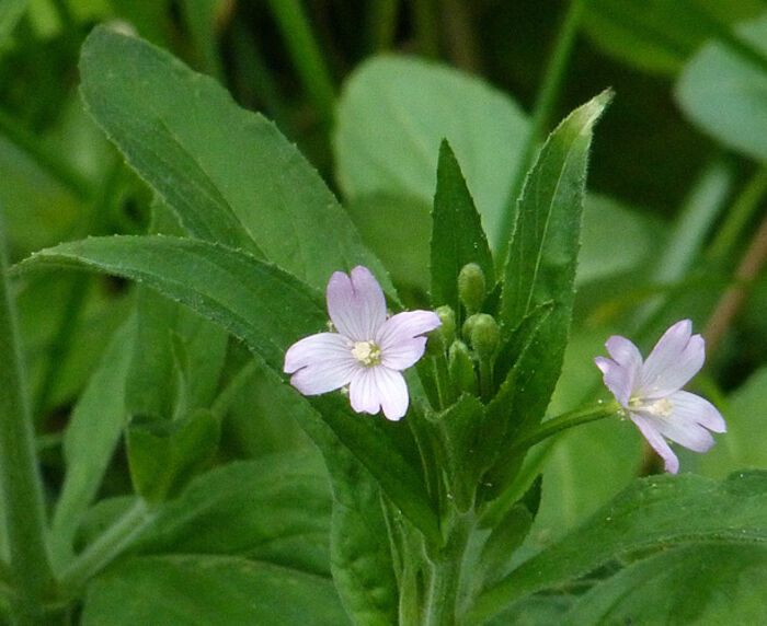 Flore de la Corse