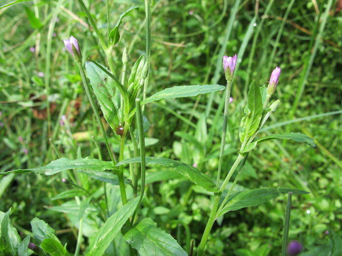 Flore de la Corse