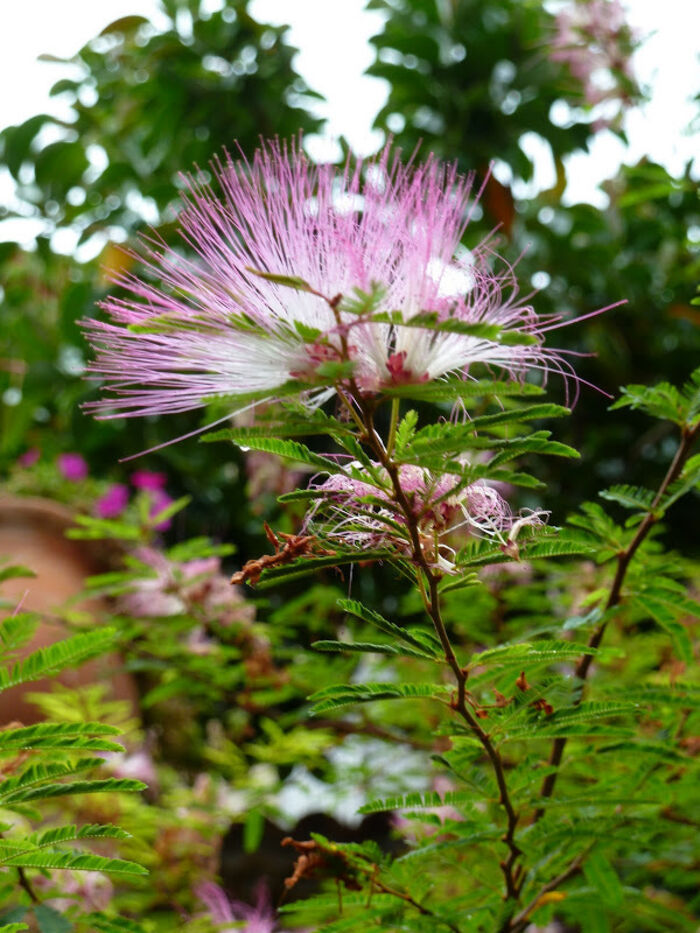 Flore de la Corse