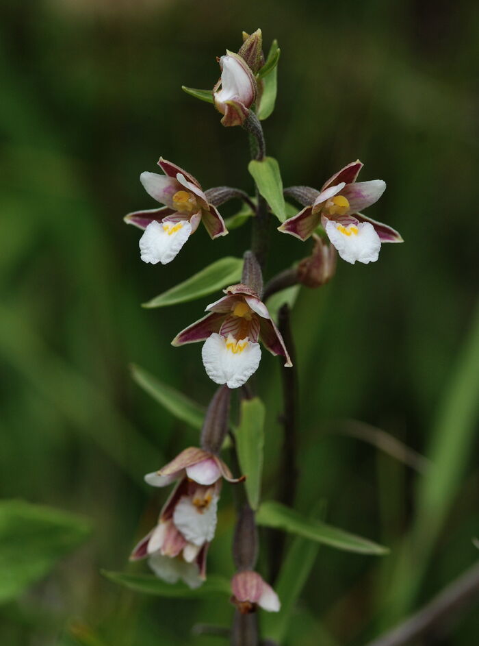 Flore de la Corse