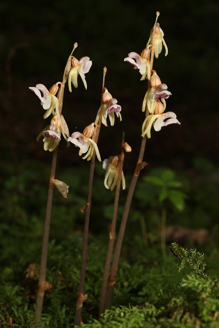 Flore de la Corse