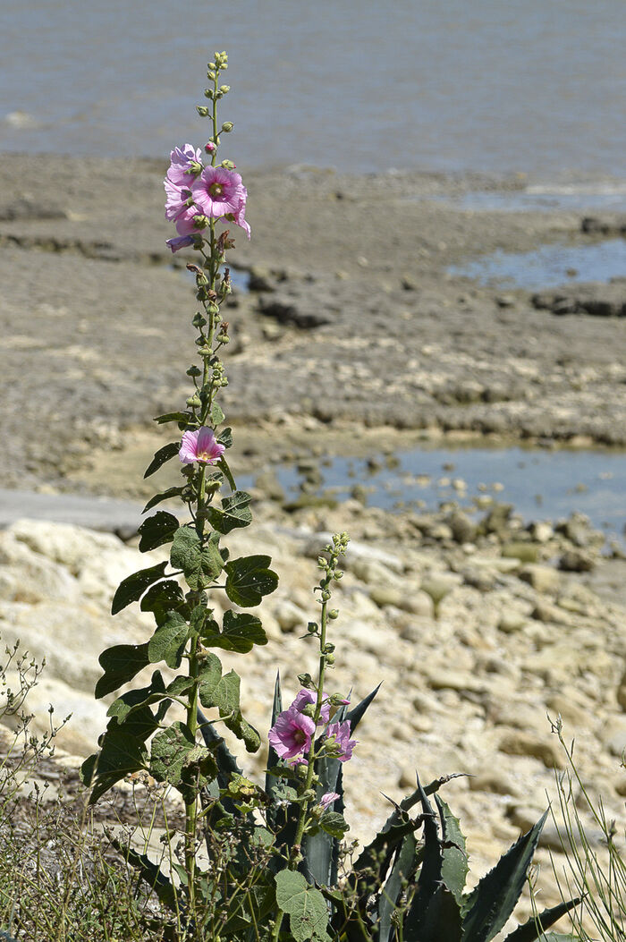 Flore de la Corse