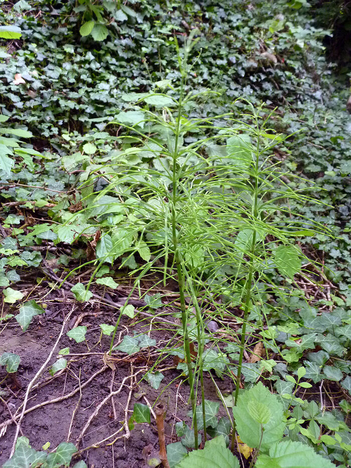 Flore de la Corse