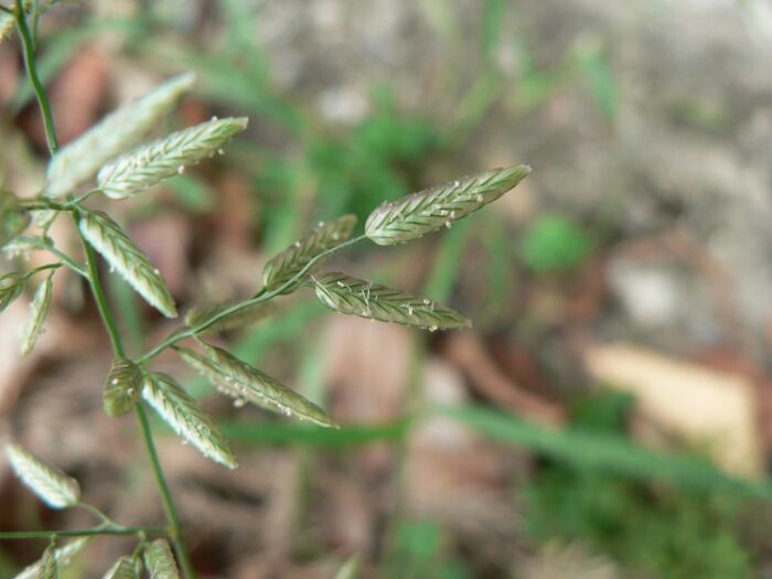 Flore de la Corse