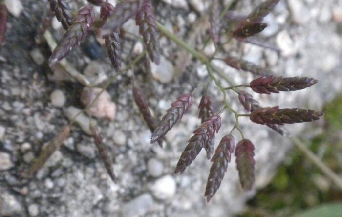 Flore de la Corse