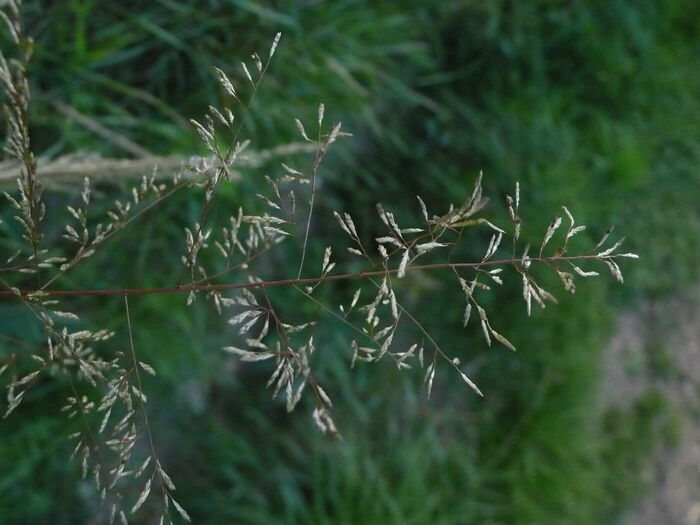 Flore de la Corse