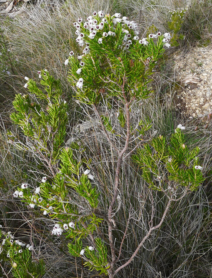 Flore de la Corse