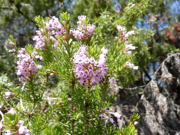 Flore de la Corse