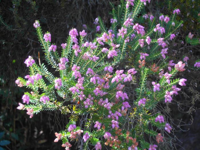 Flore de la Corse