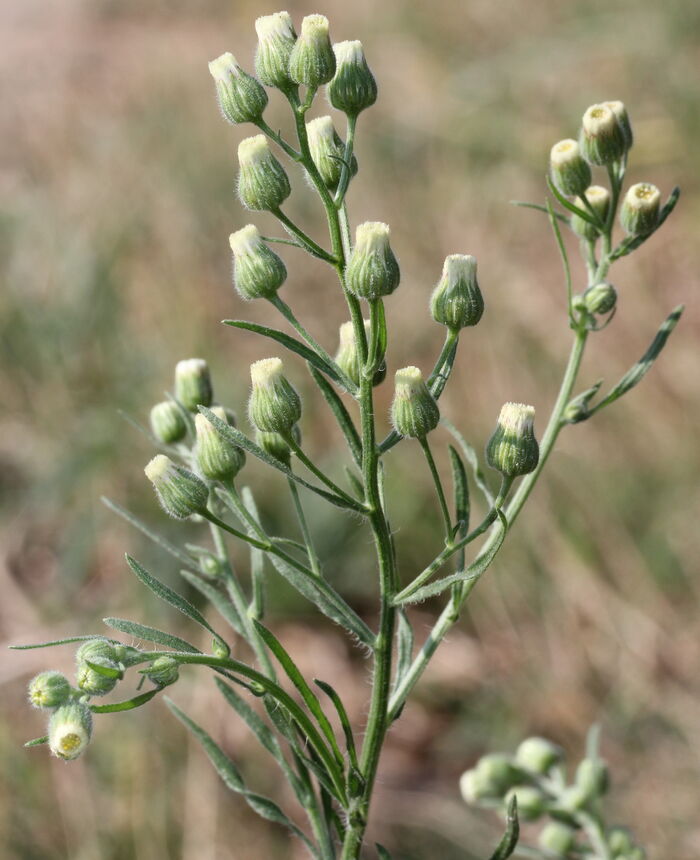 Flore de la Corse