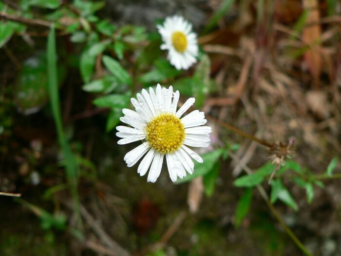 Flore de la Corse