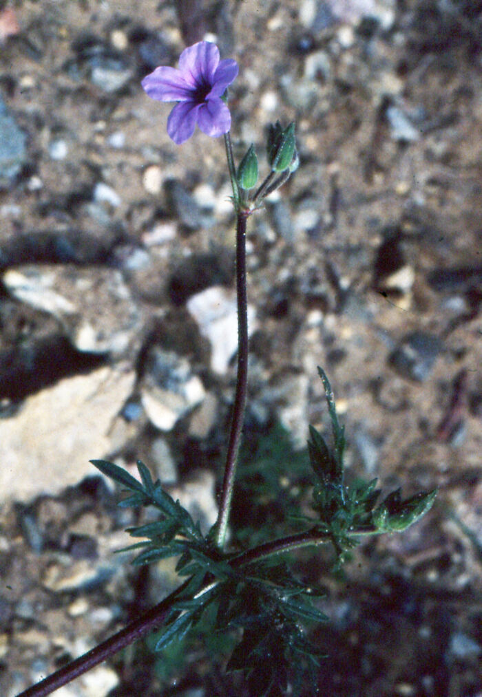 Flore de la Corse