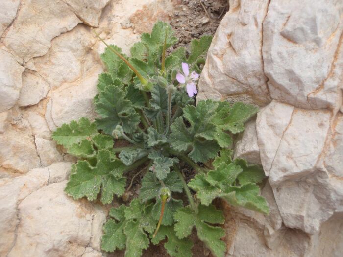 Flore de la Corse