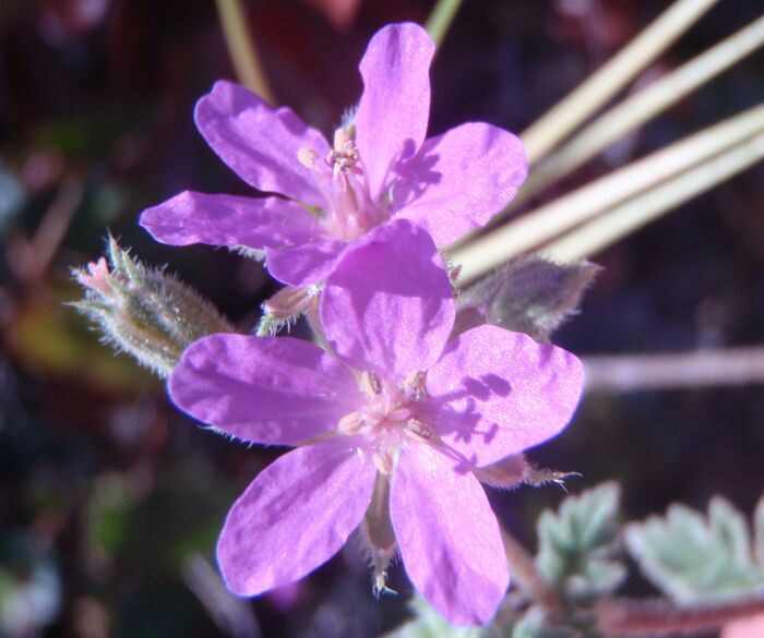 Flore de la Corse