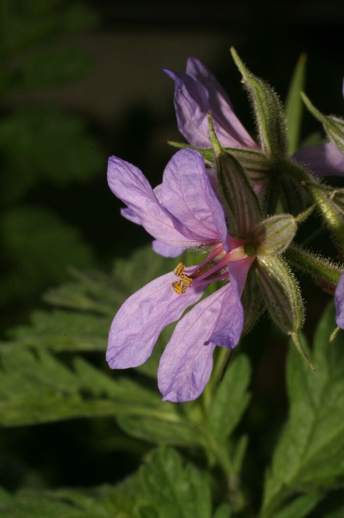 Flore de la Corse