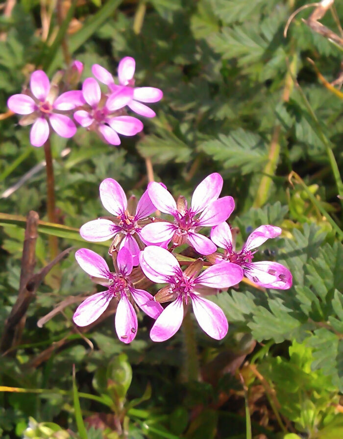 Flore de la Corse