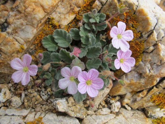 Flore de la Corse