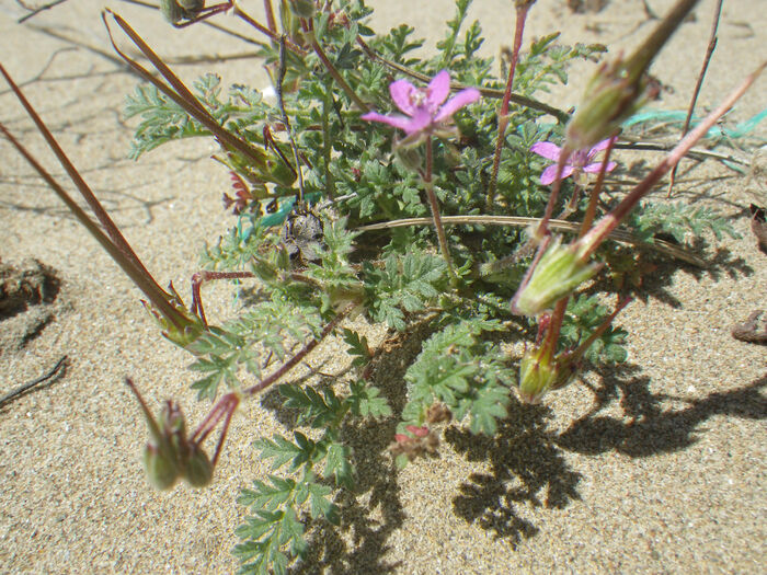 Flore de la Corse