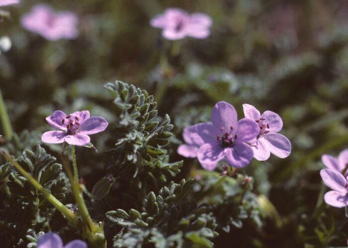 Flore de la Corse