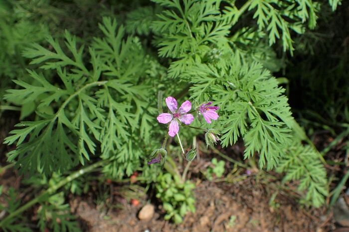 Flore de la Corse