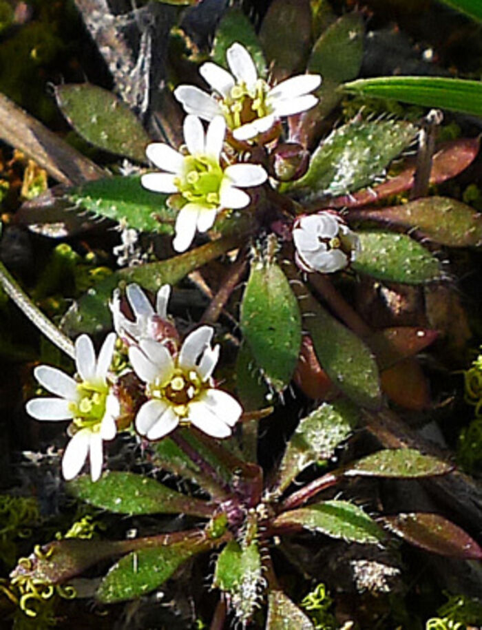 Flore de la Corse