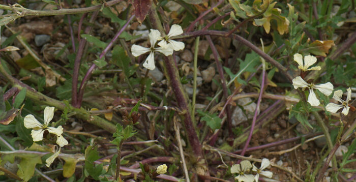 Flore de la Corse