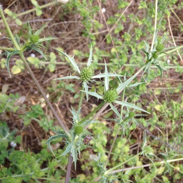 Flore de la Corse